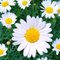 Daisy F.