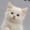 Photo of Kitten F.