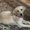 Photo of Bunny S.