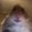 Photo of GhostTigerClaw ..