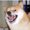 Photo of Doggo A.