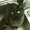 Photo of Rehana A.