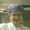 Photo of Dawn T.