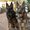Photo of GotDog S.