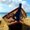 Photo of Perry P.