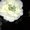 Photo of Pavithran C.