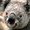 Photo of KoalityKrafter ..