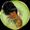 Photo of Kiwi P.