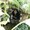 Photo of Geetha C.