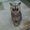 Photo of Cat S.
