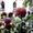 Photo of Sheza S.
