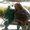 Photo of Zecillia P.
