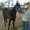 Photo of El caballo de zacatecas c.
