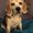 Photo of Bailey P.