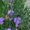 Photo of Gardens Delight E.
