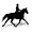 Photo of Horse G.