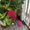 Photo of Heather Dahlia Rose A.
