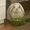 Photo of Rabbittea A.
