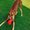 Photo of Giovanni D.