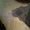 Photo of Hanting Y.