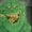 Photo of Slimer E.