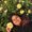 Photo of Roxx. E.