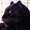 Photo of Reticent B.