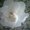 Photo of S P.