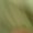 Photo of A V.