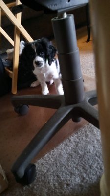 Doe's eat oats and Beau's eat oats, 
and little lambs eat ivy! - This puppy is so cute and so sweet and I want him!!! Just 10 weeks old and in 10 seconds he stole my heart.

His mother wanted to call him B