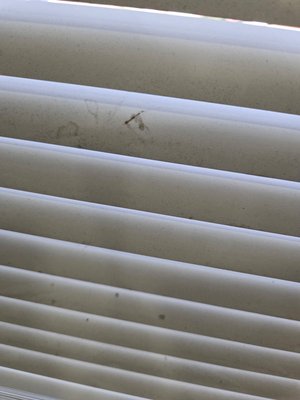 Blind Cleaning - Tired of dusty blinds? We’ve got you!
Our local team specializes in safe, gentle, and effective blind cleaning that brings your blinds back to life—without you having to take them down. From deep cleaning to stain removal, we make the whole process easy and stress-free.
Your windows will thank you! Blind Cleaning - Tired of dusty blinds? We’ve got you!
Our local team specializes in safe, gentle, and effective blind cleaning that brings your blinds back to life—without you having to take them down. From deep cleaning to stain removal, we make the whole process easy and stress-free.
Your windows will thank you!