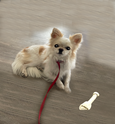 "Small Dog Training/Professional Coaching - Our goal is coaching pet owners (to include family members) in their joint endeavor to better understand "acceptable behavior" and how to accomplish harmony in the home that works for both people and their pets with the best possible means.
We coach their humans on training which takes place at your home since the pet is more familiar with their environment, less stressed and more apt to pay attention to learning new skills. Our main focus is with small breeds and work with 8 week old puppies to seniors.
If you are having issues with your pet's behavior or just want to get them started off on the right foot, give us a call 817-909-7675 and leave a message if we are not immediately available. "Small Dog Training/Professional Coaching - Our goal is coaching pet owners (to include family members) in their joint endeavor to better understand "acceptable behavior" and how to accomplish harmony in the home that works for both people and their pets with the best possible means.
We coach their humans on training which takes place at your home since the pet is more familiar with their environment, less stressed and more apt to pay attention to learning new skills. Our main focus is with small breeds and work with 8 week old puppies to seniors.
If you are having issues with your pet's behavior or just want to get them started off on the right foot, give us a call 817-909-7675 and leave a message if we are not immediately available.