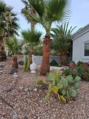 Palm tree skimming and trimming. - These palmtrees needed a trim and skim, yard looks much better after maintanance. Palm tree skimming and trimming. - These palmtrees needed a trim and skim, yard looks much better after maintanance.