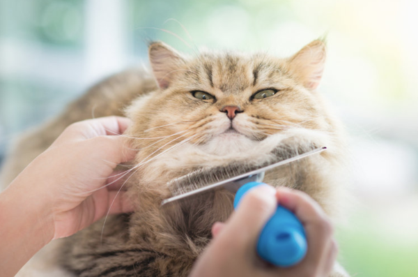 Now Offering Professional Cat Grooming! - Doggy Styles is now offering professional Cat grooming. Our groomers are trained with extensive attention to detail to ensure that your feline family member will have the most rewarding experience possible. Let us help your Cat to enhance their shiny, clean, mat- free coat, and help your kitty to stay healthy and comfortable. Now Offering Professional Cat Grooming! - Doggy Styles is now offering professional Cat grooming. Our groomers are trained with extensive attention to detail to ensure that your feline family member will have the most rewarding experience possible. Let us help your Cat to enhance their shiny, clean, mat- free coat, and help your kitty to stay healthy and comfortable.
