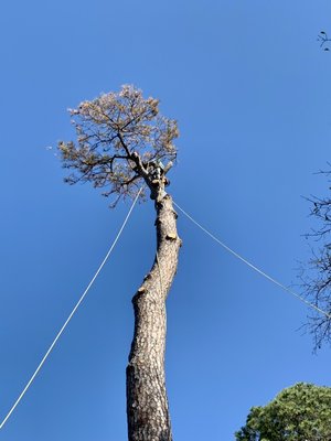 Dangerous Large Pine Tree Removal - Located in spring branch customer reached out to get this pine tree removal. So close to the house, dead tree and walkway .
Tree was successfully removed Dangerous Large Pine Tree Removal - Located in spring branch customer reached out to get this pine tree removal. So close to the house, dead tree and walkway .
Tree was successfully removed