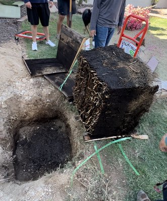 Customers always first - Had this tree planted the same day Customers always first - Had this tree planted the same day