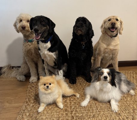 Boarding & Daycare - All Boarding and Daycare is done in the comfort of our sitters' homes. Our services are tailor-made to each dog's individual needs. We know how important consistency is, especially when your dog is in an unfamiliar environment. That’s why we make sure to follow your established schedule for feeding, walks, playtime, and bedtime. Whether your dog is used to a strict routine or needs a little extra attention, we keep things familiar to help them feel safe and secure. Transport to and from Boarding & Daycare is included for your convenience! Boarding & Daycare - All Boarding and Daycare is done in the comfort of our sitters' homes. Our services are tailor-made to each dog's individual needs. We know how important consistency is, especially when your dog is in an unfamiliar environment. That’s why we make sure to follow your established schedule for feeding, walks, playtime, and bedtime. Whether your dog is used to a strict routine or needs a little extra attention, we keep things familiar to help them feel safe and secure. Transport to and from Boarding & Daycare is included for your convenience!