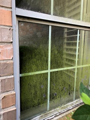 Before and after pictures for windows. - Our highly skilled and experienced window cleaners use professional equipment, innovative techniques, and eco-friendly cleaning solutions to leave you with pristine, streak-free windows and long-lasting results. We offer both interior and exterior window cleaning, and our superior attention to detail leaves no spot untouched. We are certified and fully insured.