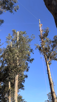 High‑risk Eucalyptus Tree Removal With Full Rigging Control - Our team safely removed the top section of a tall eucalyptus using a precision rope system anchored from tree to tree, allowing us to guide the piece into a designated safe landing zone.
This type of complex work requires professional equipment, advanced techniques, and a fully trained crew — exactly what we bring to every job. High‑risk Eucalyptus Tree Removal With Full Rigging Control - Our team safely removed the top section of a tall eucalyptus using a precision rope system anchored from tree to tree, allowing us to guide the piece into a designated safe landing zone.
This type of complex work requires professional equipment, advanced techniques, and a fully trained crew — exactly what we bring to every job.