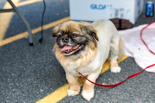 May Fair 2025 - May Fair 2025 was a day dedicated to community, connection, and caring for both pets and the people who love them. Each year, this event brings together local businesses, organizations, and families to create something that goes beyond a typical gathering—it’s a reflection of what our community looks like when everyone shows up for one another.
This year’s fair featured a wide range of vendors, from handcrafted goods and local artisans to pet-focused services and small businesses that help make our area unique. We were proud to highlight and support so many talented individuals and organizations who share a commitment to quality, creativity, and community involvement.
Our vaccination and microchip clinic provided accessible preventative care for pets, helping families take important steps toward long-term health and safety. Events like this allow us to extend care beyond the walls of the hospital and reach pets who might not otherwise have access to these services.
Throughout the day, guests enjoyed great food, live music, and activities for all ages—including a bounce house, raffles, and interactive demonstrations. From handcrafted items to local favorites like food trucks and lemonade stands, there was something for everyone to enjoy.
We’re especially grateful to the vendors, volunteers, and community partners who made this event possible, as well as to everyone who came out to support it. Your participation helps strengthen the connection between local businesses, organizations, and the families we serve every day.
This project captures some of the moments, faces, and highlights from May Fair 2025. We’re proud to share these memories and look forward to continuing this tradition for years to come. May Fair 2025 - May Fair 2025 was a day dedicated to community, connection, and caring for both pets and the people who love them. Each year, this event brings together local businesses, organizations, and families to create something that goes beyond a typical gathering—it’s a reflection of what our community looks like when everyone shows up for one another.
This year’s fair featured a wide range of vendors, from handcrafted goods and local artisans to pet-focused services and small businesses that help make our area unique. We were proud to highlight and support so many talented individuals and organizations who share a commitment to quality, creativity, and community involvement.
Our vaccination and microchip clinic provided accessible preventative care for pets, helping families take important steps toward long-term health and safety. Events like this allow us to extend care beyond the walls of the hospital and reach pets who might not otherwise have access to these services.
Throughout the day, guests enjoyed great food, live music, and activities for all ages—including a bounce house, raffles, and interactive demonstrations. From handcrafted items to local favorites like food trucks and lemonade stands, there was something for everyone to enjoy.
We’re especially grateful to the vendors, volunteers, and community partners who made this event possible, as well as to everyone who came out to support it. Your participation helps strengthen the connection between local businesses, organizations, and the families we serve every day.
This project captures some of the moments, faces, and highlights from May Fair 2025. We’re proud to share these memories and look forward to continuing this tradition for years to come.