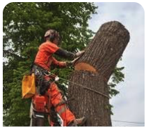 tree removal - Tree Removal