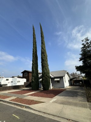 Tree removals, tree trimming, pruning - The trees were removed due to utility issues or property damages like plumbing damage. 

And tree trimming was done to improve the trees health and promote healthy growth.