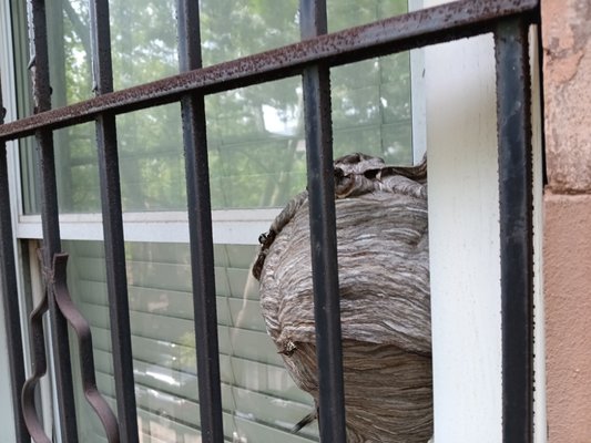 Bald-Faced hornet Hive removal - A Bald-Faced Hornet build a hive on the tenants window
obviously the tenants was so scared because they couldn't use their porch, fortunately they called us and we were available to successfully remove it Bald-Faced hornet Hive removal - A Bald-Faced Hornet build a hive on the tenants window
obviously the tenants was so scared because they couldn't use their porch, fortunately they called us and we were available to successfully remove it
