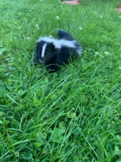 Animal removal - We offer professional animal removal services for the best possible prices