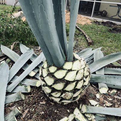 Bush trim. Plant installs - Bush trim. Plant installs Bush trim. Plant installs - Bush trim. Plant installs