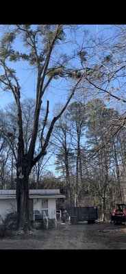 MASSIVE OAK TREE WE TOOK DOWN IN ONE DAY - Removed two large oak trees from customers small back yard MASSIVE OAK TREE WE TOOK DOWN IN ONE DAY - Removed two large oak trees from customers small back yard