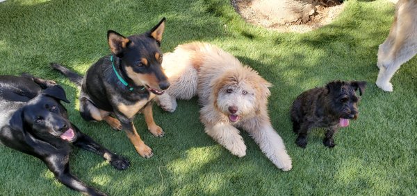 Boisterous to Bonded Program - Our Boisterous to Bonded program is a 6-week program suited for those who have time to follow a curriculum that will be tailored to client's specific situation. This includes 4 1-hour private lessons, 6 1-hour day training without owner, 24/7 text to trainer, 3 15-minute troubleshooting/review calls, dog body language overview, custom created how-to videos. We will first meet for a 1-hour private lesson where clients will receive items such as treat bag, clicker (optional, can use a marker word instead), 2 reward station buckets, signs for entry ways, and a shopping list. We will also go over the first steps to your dog's transformation! This is a valuable investment. Book a discovery call to make sure we are a great fit at calendly.com/pawsitivecollective Boisterous to Bonded Program - Our Boisterous to Bonded program is a 6-week program suited for those who have time to follow a curriculum that will be tailored to client's specific situation. This includes 4 1-hour private lessons, 6 1-hour day training without owner, 24/7 text to trainer, 3 15-minute troubleshooting/review calls, dog body language overview, custom created how-to videos. We will first meet for a 1-hour private lesson where clients will receive items such as treat bag, clicker (optional, can use a marker word instead), 2 reward station buckets, signs for entry ways, and a shopping list. We will also go over the first steps to your dog's transformation! This is a valuable investment. Book a discovery call to make sure we are a great fit at calendly.com/pawsitivecollective