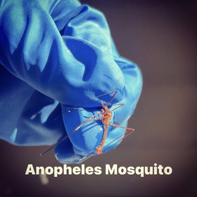 Mosquitos - Mosquito extermination is our seasonal service. Mosquitos - Mosquito extermination is our seasonal service.