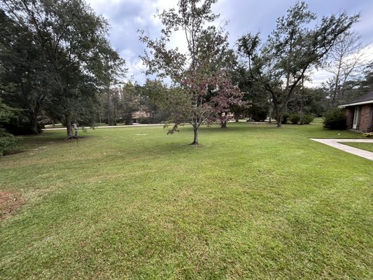 Fresh cut on our weekly property we service (magnolia forest, Slidell) - Customer called looking for a professional, on time, service to take over maintenance her beautiful property that was previously neglected by others and not maintained properly. We will be performing a full maintenance service & she is scheduled to have all of her bushed/shrubs/hedges, garden/flower/mulch beds, and all of her trees pruned and clear of low hanging branches properly trimmed with regular maintenance to follow. Another day, another satisfied customer ! Fresh cut on our weekly property we service (magnolia forest, Slidell) - Customer called looking for a professional, on time, service to take over maintenance her beautiful property that was previously neglected by others and not maintained properly. We will be performing a full maintenance service & she is scheduled to have all of her bushed/shrubs/hedges, garden/flower/mulch beds, and all of her trees pruned and clear of low hanging branches properly trimmed with regular maintenance to follow. Another day, another satisfied customer !