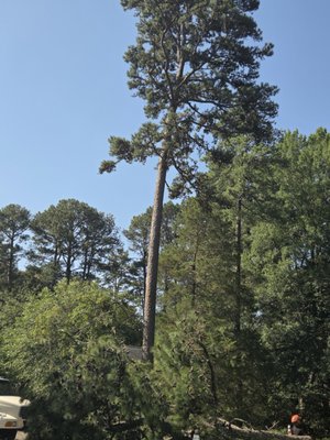 Residential Safety Cut - Residential safety tree cutting is the proactive, precision removal of hazardous diseased, or structurally unstable trees near a home. Unlike standard logging, this service focuses entirely on protecting people, structures, and landscaping from unpredictable falls and storm damage.
What Homeowners Care About:
*Structural Protection: Prevents thousands of dollars in roof, gutter and fence damage.
*Family Safety: Eliminates the threat of falling limbs over walkways, driveways and play areas.
*Storm Readiness: Removes structural liabilities before severe weather events occur.
*Liability Reduction: Protects the homeowner from damages caused to neighboring properties.
*Lawn Preservation: Employs ground-protection mats and rigging to prevent yard rutting. Residential Safety Cut - Residential safety tree cutting is the proactive, precision removal of hazardous diseased, or structurally unstable trees near a home. Unlike standard logging, this service focuses entirely on protecting people, structures, and landscaping from unpredictable falls and storm damage.
What Homeowners Care About:
*Structural Protection: Prevents thousands of dollars in roof, gutter and fence damage.
*Family Safety: Eliminates the threat of falling limbs over walkways, driveways and play areas.
*Storm Readiness: Removes structural liabilities before severe weather events occur.
*Liability Reduction: Protects the homeowner from damages caused to neighboring properties.
*Lawn Preservation: Employs ground-protection mats and rigging to prevent yard rutting.